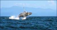 /album/fotogaleria/ballenas-pv-jpg/